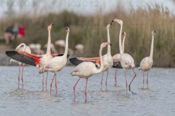 A flamingo opens its wings and highlights its magnificent plumage. The scene captures the essence of the wild in serene surroundings. Saintes Maries de la Mer, Arles, Bouches du Rhone, Provence Alpes Cote d'Azur, France