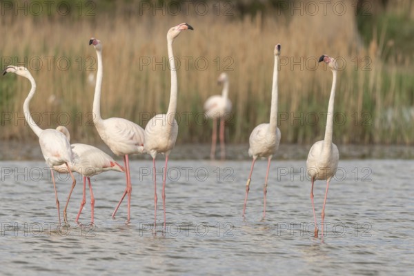 A group of flamingos in full courtship display in a wetland habitat on a clear day. The scene captures the essence of wildlife in serene surroundings. Saintes Maries de la Mer, Arles, Bouches du Rhone, Provence Alpes Cote d'Azur, France
