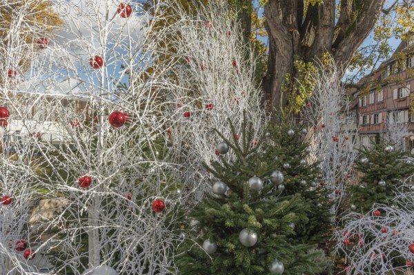 In a lively municipal park, white trees decorated with red and silver ornaments stand against a backdrop of colourful buildings, creating a festive atmosphere during the holiday season. Colmar, Haut Rhin, Grand Est, France