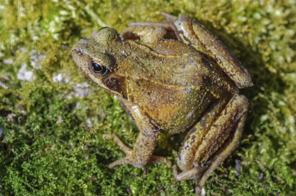 Grass Frog (Rana temporaria) sitting on a moss rockThe frog is brown and has a greenish tint. Lower Rhine, Alsace, France