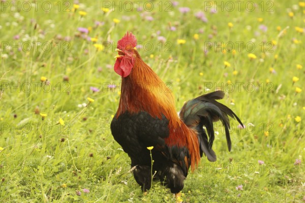 Domestic rooster crowing in colourful flower meadow, free-range, organic farming, Lower Austria, Austria, Lower Austria, Austria