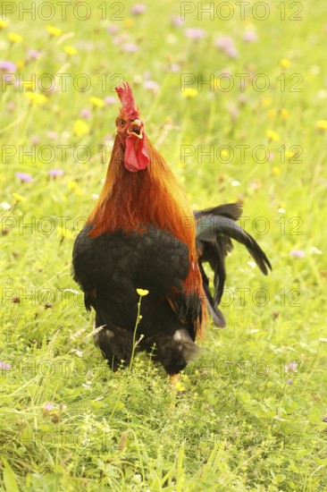 Domestic rooster crowing in colourful flower meadow, free-range, organic farming, Lower Austria, Austria, Lower Austria, Austria