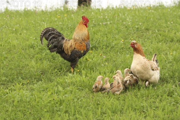 Domestic chicken, rooster and a few days old youngsters looking for food in a meadow, free-range, organic farming, Lower Austria, Austria, Lower Austria, Austria