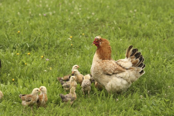 Domestic chicken with a few days old young ones looking for food in a meadow, free-range, organic farming, Lower Austria, Austria, Lower Austria, Austria