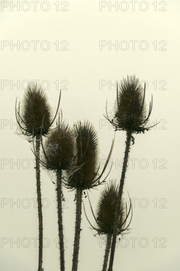 Five spiky plants stand tall against a soft, muted background, showcasing their unique shapes after a morning mist. The subtle details create an ethereal atmosphere