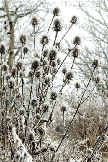 Delicate thistle plants covered in frost stand tall against a muted winter backdrop. Bare trees enhance the tranquil scene, creating a peaceful, frosty atmosphere