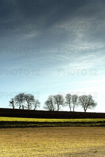 Tall trees stand silhouetted against a blue and gray sky, creating a striking sight in a peaceful rural, Auvergne Rhone Alpes, France