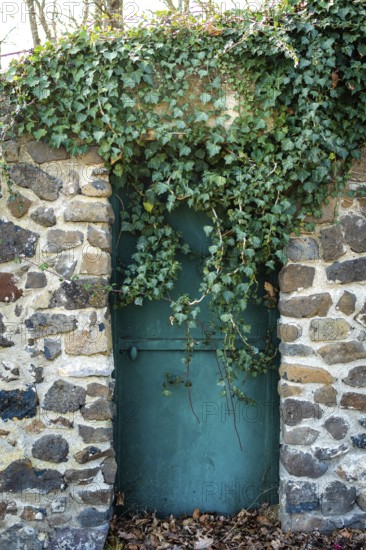 A rustic stone wall covered with lush green ivy features a weathered turquoise door. The tranquil garden evokes a sense of peace and nature's beauty in soft sunlight. France