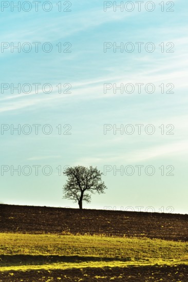 A solitary tree stands atop a gently rolling hill, silhouetted against a vibrant sky filled with soft clouds during sunset. Auvergne, France