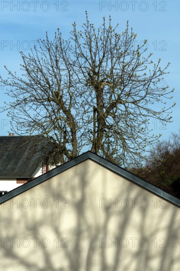 A tall tree with sparse branches stands behind a house, casting intricate shadows on its sloped roof. The backdrop features a bright blue sky, suggesting the transition from winter to spring. France