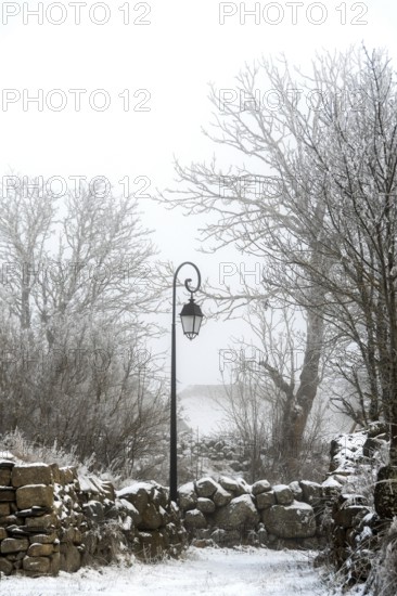 A vintage lamp post stands still amidst a snowy landscape, surrounded by frosty trees and a stone wall, Aubrac, Lozere, Occitanie, France