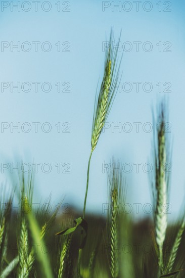 Tall wheat stalks rise against a clear blue sky, gently swaying in the warm summer breeze. Sunlight illuminates the lush green ears, celebrating nature's beauty in the countryside