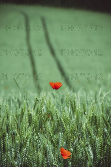 Bright red poppies contrast with lush green wheat fields, creating a stunning landscape. Tractor tracks weave through the fields on a sunny day, showcasing nature's beauty
