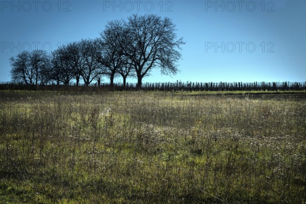 In a serene landscape, barren trees stand in a row against a clear blue sky, Puy de Dome, Auvergne, France