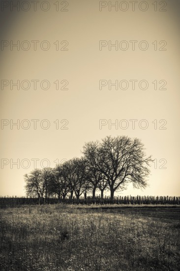 A row of bare trees stands silhouetted against the fading light of the evening sky, Puy de Dome, Auvergne, France