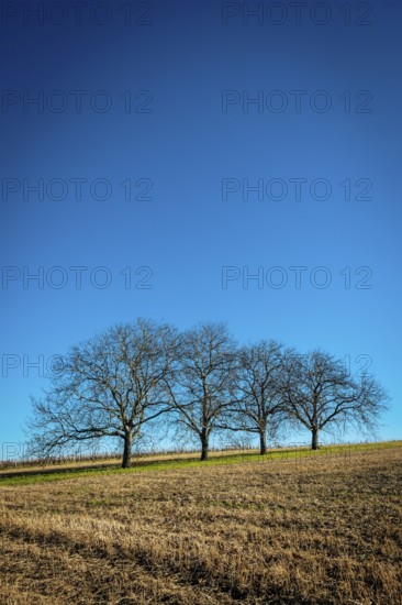Three bare trees are positioned on a gently sloping hillside, surrounded by dry grass, Puy de Dome, Auvergne, France