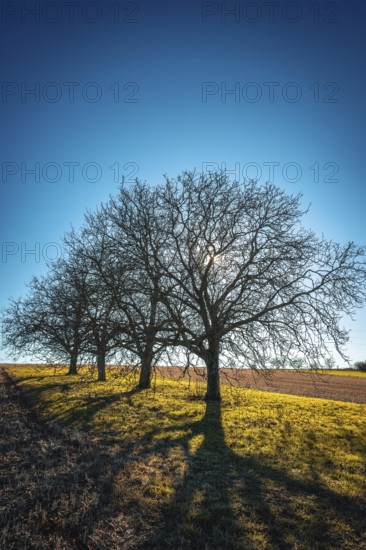Bare trees stand on a grassy hillside, their long shadows stretching across the landscape as the sun rises, Puy de Dome, Auvergne, France