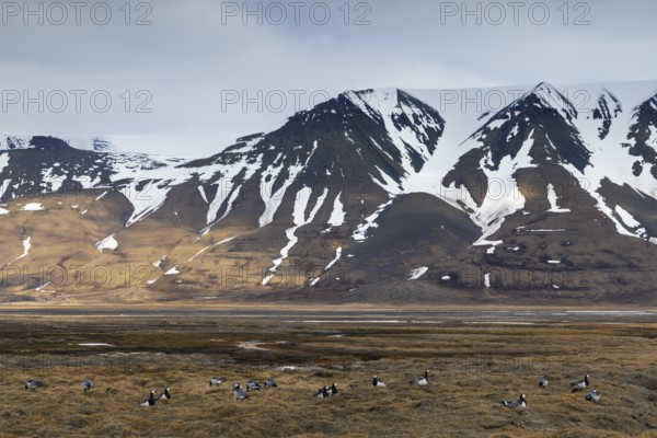 White-fronted Goose (Branta leucopsis), Geese (Anseriformes), group resting off Schneeberg, Aventdalen, Longyearbyen, Spitsbergen, Svalbard