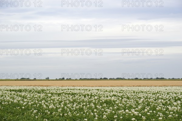 Field with potato plants (Solanum tuberosum) at flowering time, North Rhine-Westphalia, Germany