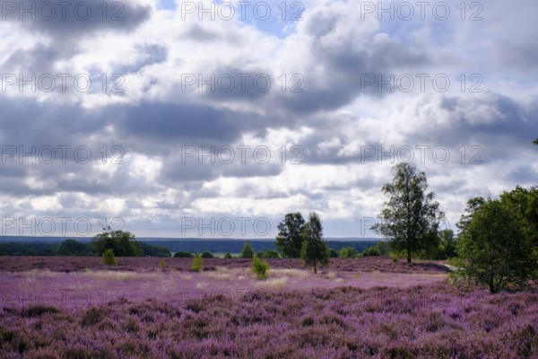 Heath on Wietzer Berg, broom heather blossom, Südheide, Lüneburg Heath, near Faßberg, Lower Saxony, Germany