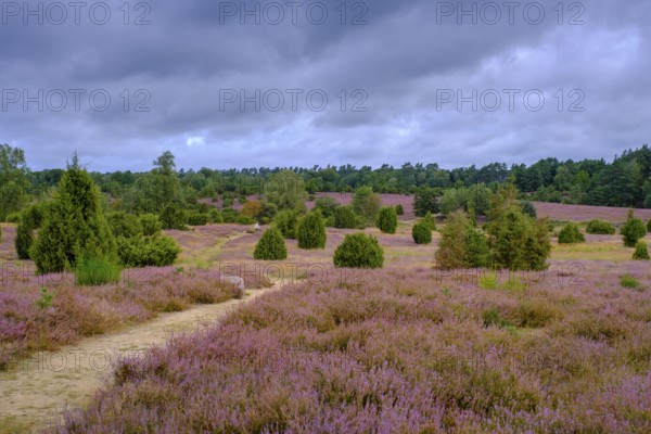 Ellerndorfer Heide, broom heather blossom, Südheide, Lüneburg Heath, near Eimke, Lower Saxony, Germany