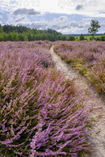Ellerndorfer Heide, broom heather blossom, Südheide, Lüneburg Heath, near Eimke, Lower Saxony, Germany
