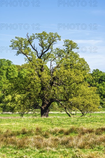 Shugborough Estate, National Trust House and garden, Great Haywood, Staffordshire, England, United Kingdom