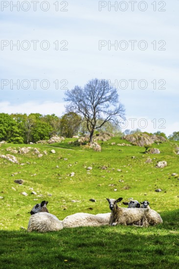 Sheep and farm in Lake District National Park, Coniston Water, Cumbria, England, United Kingdom