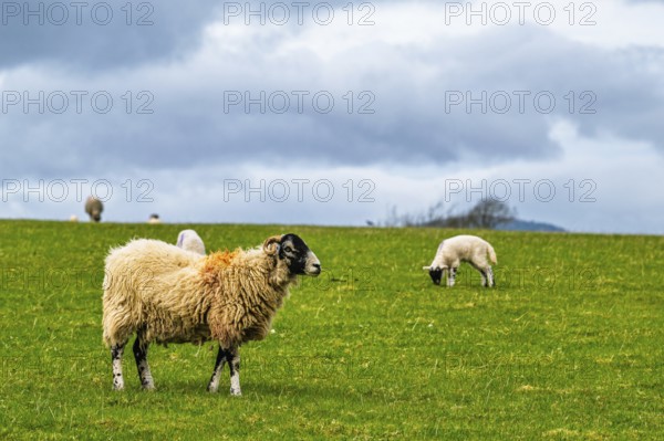 Sheeps, Pooley Bridge, Ullswater Lake, Lake District National Park, Cumbria, England, United Kingdom