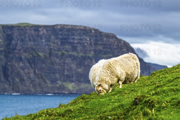 Sheeps on farms over Neist Point Lighthouse, Isle of Skye, Scotland, UK