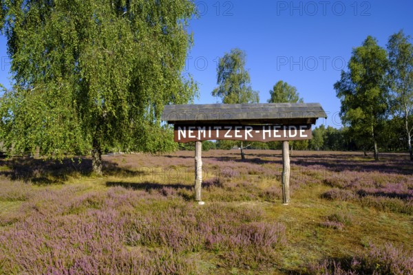 Broom heather blossom, Nemitzer Heide, Wendland-Elbe nature park Park, Lower Saxony, Germany