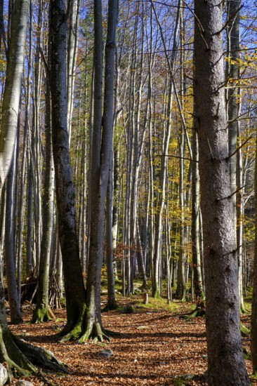 Trees in the forest near the Lainbach waterfalls, Lainbach, Lainbachtal, Kochel am See, Upper Bavaria, Bavaria, Germany