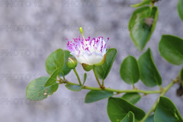 Caper bush (Capparis spinosa), Salo, on Lake Garda, Lombardy, Italy