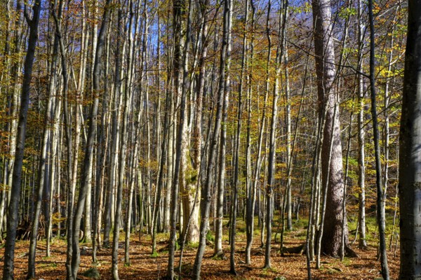 Trees in the forest near the Lainbach waterfalls, Lainbach, Lainbachtal, Kochel am See, Upper Bavaria, Bavaria, Germany