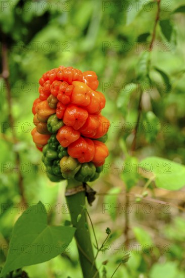 Common arum (Arum maculatum) at Pyrmont Castle, on the Elz, Southern Eifel, Rhineland-Palatinate, Germany