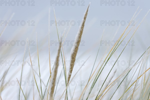 Beach grass (Ammophila arenaria) covered with snow, close-up, dune landscape of Norddeich, North Sea, Lower Saxony, Germany