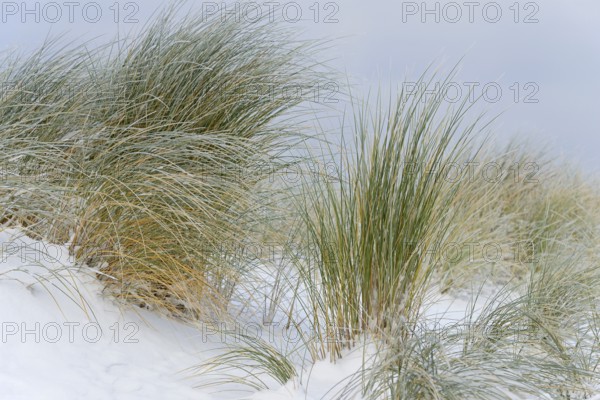 Marram grass (Ammophila arenaria) in the snow-covered dune landscape of Norddeich, North Sea, Lower Saxony, Germany