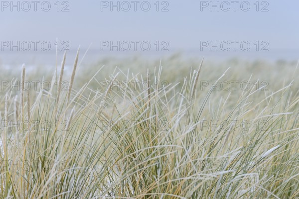 Beach grass (Ammophila arenaria) covered with snow, dune landscape of Norddeich, North Sea, Lower Saxony, Germany
