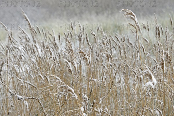 Reed (Phragmites) covered with snow, North Sea, Norddeich, Lower Saxony, Germany