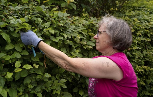 Elderly woman gardening, cutting, trimming hedge, wearing gloves, Stuttgart, Baden-Württemberg, Germany