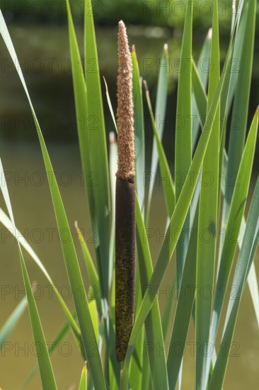 Cattail (Typha) at a pond, aquatic plant and marsh plant, single plant and leaves, North Rhine-Westphalia, Germany