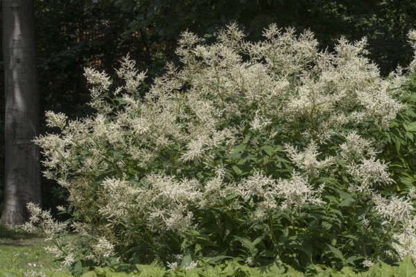 Flowering alpine knotweed (Aconogonon alpinum), bush, white flowers, Westphalia, North Rhine-Westphalia, Germany