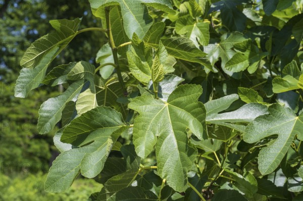 Leaves on a fig tree (Ficus carica), leaves, Westphalia, North Rhine-Westphalia, Germany