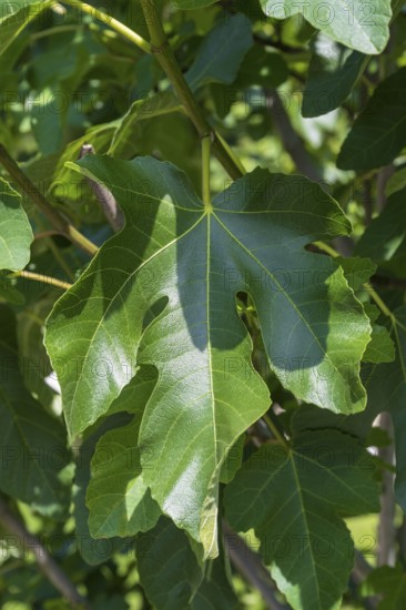 Leaf on a fig tree (Ficus carica), leaves, North Rhine-Westphalia, Germany