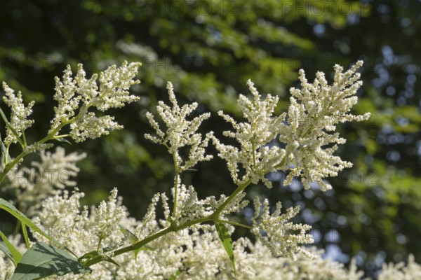 Flowering alpine knotweed (Aconogonon alpinum), white flowers, Westphalia, North Rhine-Westphalia, Germany