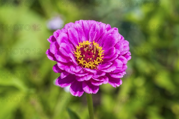 Garden zinnia, zinnia (Zinnia elegans), colour pink, single flower, North Rhine-Westphalia, Germany