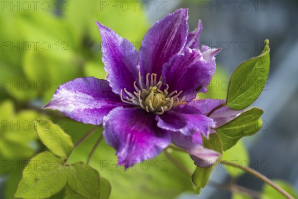 Clematis flower, colour pink, single flower, North Rhine-Westphalia, Germany