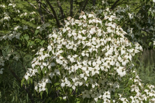 Flowering dogwood (Cornus kousa), white flowers, bush, North Rhine-Westphalia, Germany