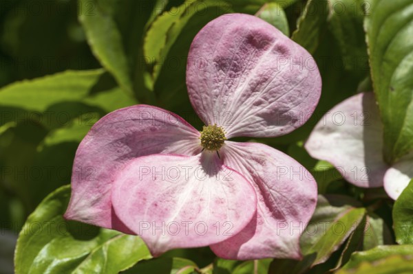Flowering dogwood (Cornus kousa), single pink flower, North Rhine-Westphalia, Germany