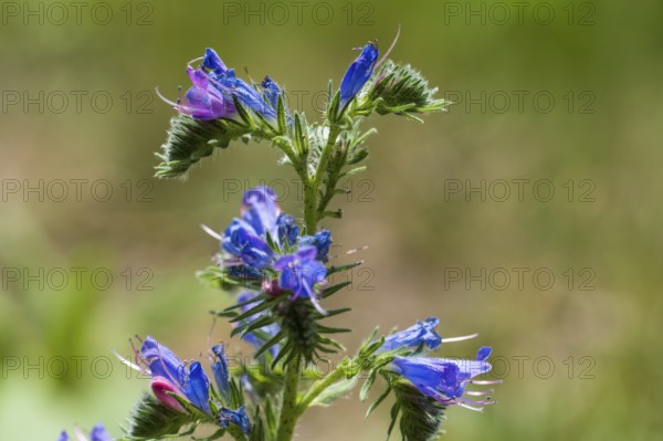 Echium callithyrsum (Echium vulgare), blue flowers, North Rhine-Westphalia, Germany